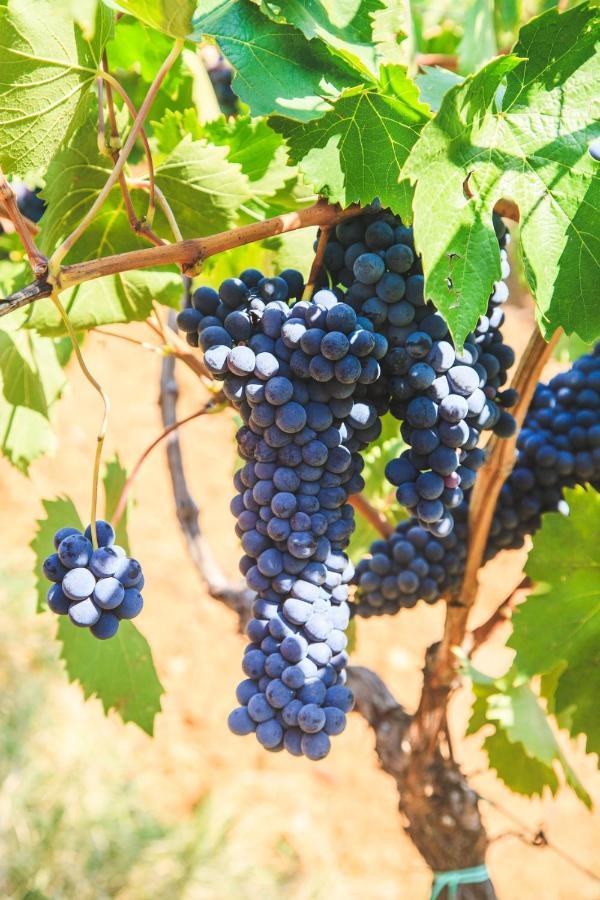 Case Vacanza Podere Risoino Поджібонсі Екстер'єр фото