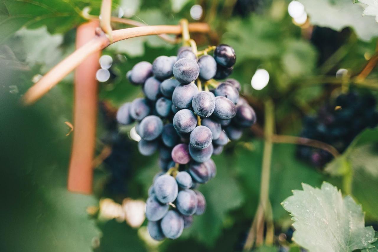 Case Vacanza Podere Risoino Поджібонсі Екстер'єр фото